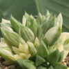 Rare Cymbiformis #2 Variegated Transparent Haworthia Plant (aloe-like)