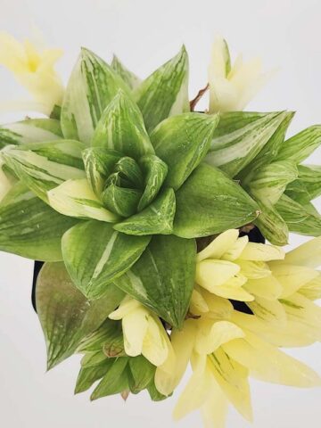 Rare Cymbiformis #2 Variegated Transparent Haworthia Plant (aloe-like) - Image 3