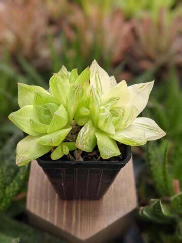 Rare Cymbiformis #2 Variegated Transparent Haworthia Plant (aloe-like) - Image 4