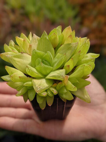 Rare Cymbiformis #2 Variegated Transparent Haworthia Plant (aloe-like) - Image 6