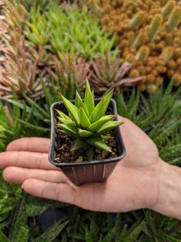 Alternative view of Limited Glabrata Haworthia Plant (aloe-like)