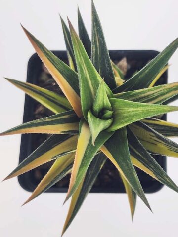 Alternative view of Elegant Glabrata Variegated Haworthia Plant (aloe-like)
