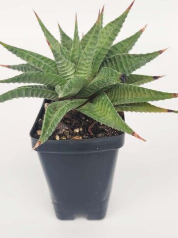 Alternative view of Petite Limifolia Haworthia Plant (aloe-like)