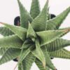 Petite Limifolia Haworthia Plant (aloe-like)