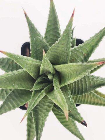 Petite Limifolia Haworthia Plant (aloe-like)