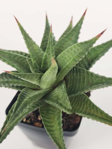 Petite Limifolia Haworthia Plant (aloe-like) - Image 3