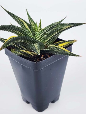 Alternative view of Unusual Limifolia Neo-Variegata Haworthia Plant (aloe-like)