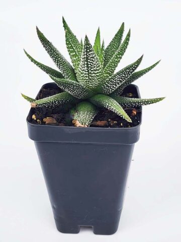 Gorgeous Limifolia Snowcap Haworthia Plant (aloe-like) - Image 3