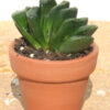 Must Have Maughanii Haworthia Plant (aloe-like)