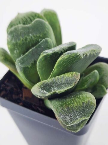 Alternative view of Must Have Maughanii Haworthia Plant (aloe-like)