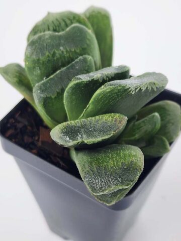 Must Have Maughanii Haworthia Plant (aloe-like) - Image 5