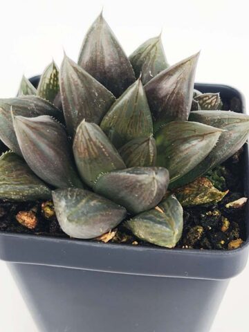 Showy Obtusa Hybrid A Dark Knight Haworthia Plant (aloe-like)