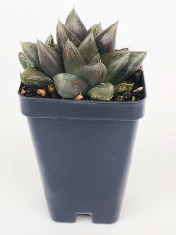 Showy Obtusa Hybrid A Dark Knight Haworthia Plant (aloe-like) - Image 3