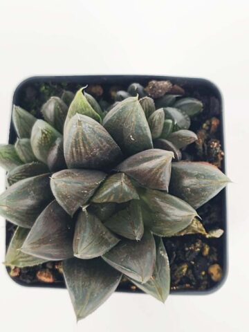 Alternative view of Showy Obtusa Hybrid A Dark Knight Haworthia Plant (aloe-like)