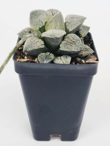 Alternative view of Ornamental Pygmaea Haworthia Plant (aloe-like)