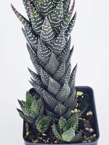Delicate Regnadrii Conispuata Haworthia Plant (aloe-like) - Image 3