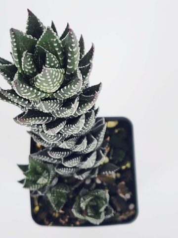 Alternative view of Delicate Regnadrii Conispuata Haworthia Plant (aloe-like)