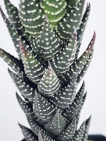 Delicate Regnadrii Conispuata Haworthia Plant (aloe-like) - Image 4