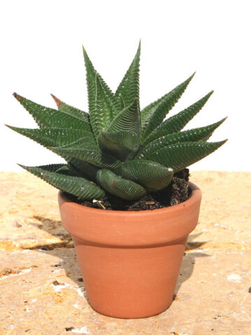 Medium Sized Resendeana Haworthia Plant (aloe-like)