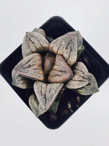 Ornamental Aries Haworthia Plant (aloe-like)