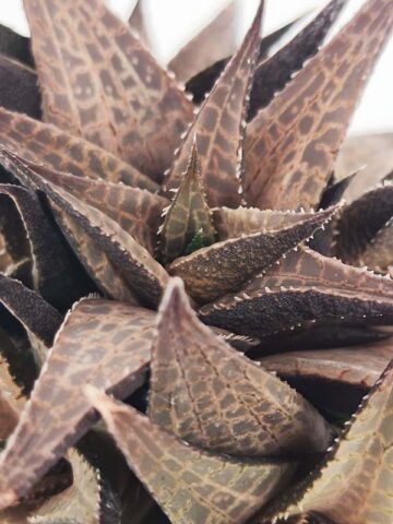 Popular Tessellata Red Giant Haworthia Plant (aloe-like) - Image 3