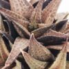 Popular Tessellata Red Giant Haworthia Plant (aloe-like)