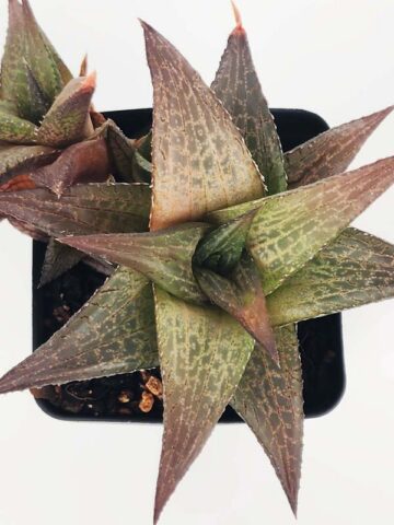 Popular Tessellata Red Giant Haworthia Plant (aloe-like) - Image 4
