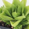 Delicate Turgida Haworthia Plant (aloe-like)