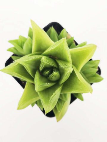 Alternative view of Delicate Turgida Haworthia Plant (aloe-like)