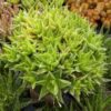 Delicate Turgida Haworthia Plant (aloe-like)