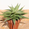Petite Umbobmensis Mini Haworthia Plant (aloe-like)