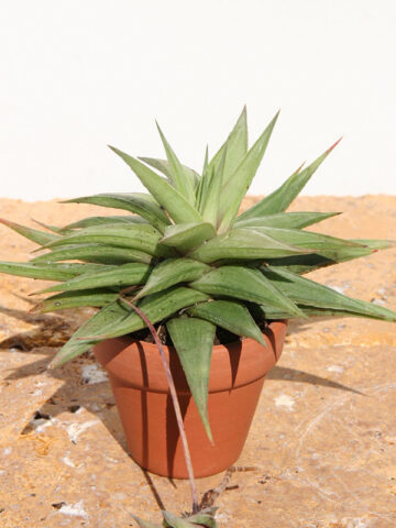 Petite Umbobmensis Mini Haworthia Plant (aloe-like)