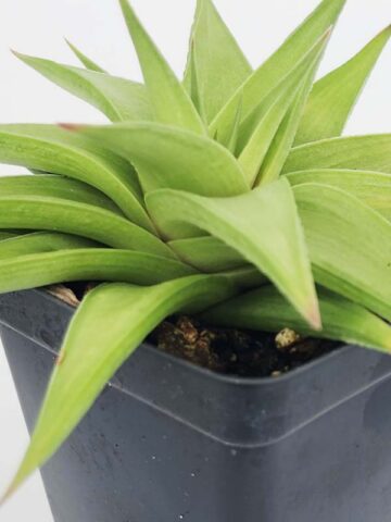Petite Umbobmensis Mini Haworthia Plant (aloe-like) - Image 5