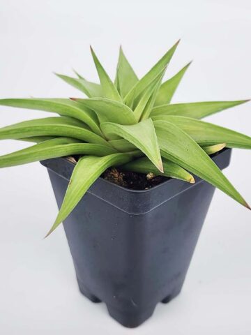 Petite Umbobmensis Mini Haworthia Plant (aloe-like) - Image 3
