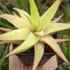 Petite Umbobmensis Mini Haworthia Plant (aloe-like)