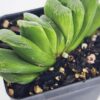 Limited Kens Lime Truncata Hybrid Haworthia Plant (aloe-like)