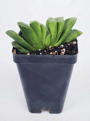 Alternative view of Limited Kens Lime Truncata Hybrid Haworthia Plant (aloe-like)