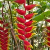 Lg. Pendant Lobster Claw Plant (heliconia rostrata)