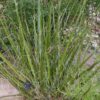 Lg. Giant Desert Hesperaloe (hesperaloe funifera)