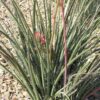 Lg. Bright Red Flame Flowering Yucca Plant (hesperaloe parviflora)
