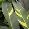 Lg. Golden Giant Variegated Lobster Claw Plant (heliconia thai hyb.)