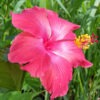 Hibiscus Brilliant Red Bush (h.rosa-sinensis)