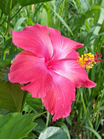 Hibiscus Brilliant Red Bush (h.rosa-sinensis)