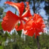 Red Poodle Hibiscus El Capitolio (h.rosa-sinensis)