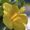 Hibiscus Fort Myers Yellow Bush (h.rosa-sinensis)