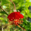 Chinese Lantern Hibiscus (hibiscus grandidieri)