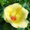 Hibiscus Hula Girl Bush (h.rosa-sinensis)