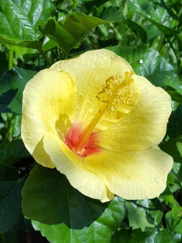 Hibiscus Hula Girl Bush (h.rosa-sinensis)