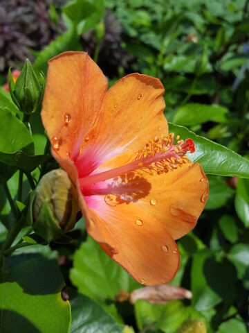 Alternative view of Hibiscus Orange Lagas Bush (h.rosa-sinensis)