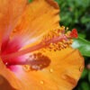Hibiscus Orange Lagas Bush (h.rosa-sinensis)